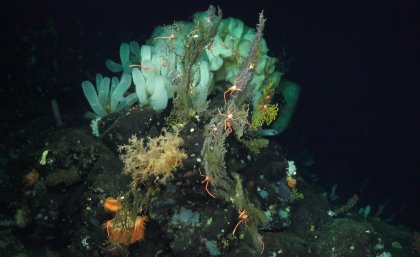 Image from Schmidt Ocean Institute